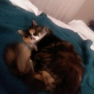 Meet your Posher, Carol